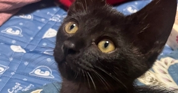 手のひらサイズの『とっても小さかった子猫』が、３年後→『貫禄』が出てきて…劇的なビフォーアフターに「すくすく育ったねｗ」「なんて素敵」