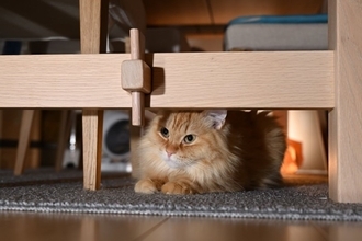 猫が飼い主のことを『嫌っている』サイン5選　避けられてしまう理由や関係改善のコツも