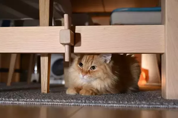 猫が飼い主のことを『嫌っている』サイン5選　避けられてしまう理由や関係改善のコツも