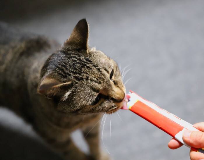 猫が飼い主のことを『嫌っている』サイン5選　避けられてしまう理由や関係改善のコツも