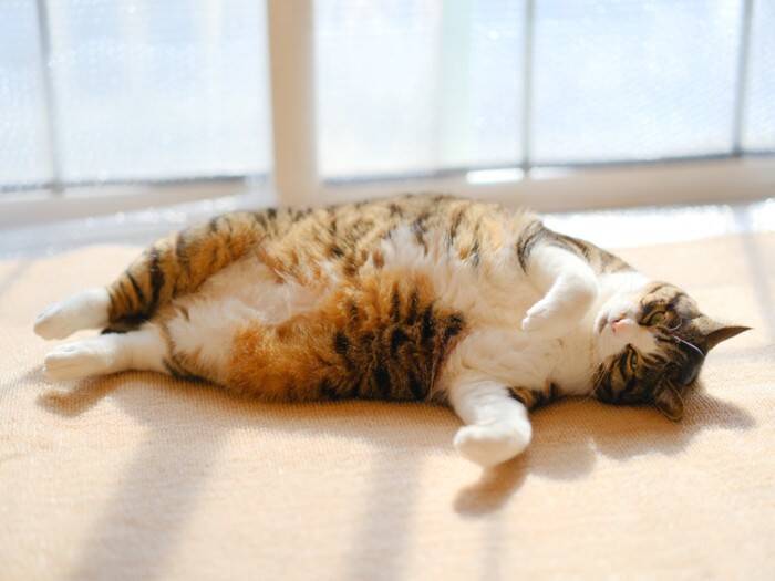 猫がやたらと『寝床を変える』3つの理由　考えられる心理や好みやすい環境の条件も