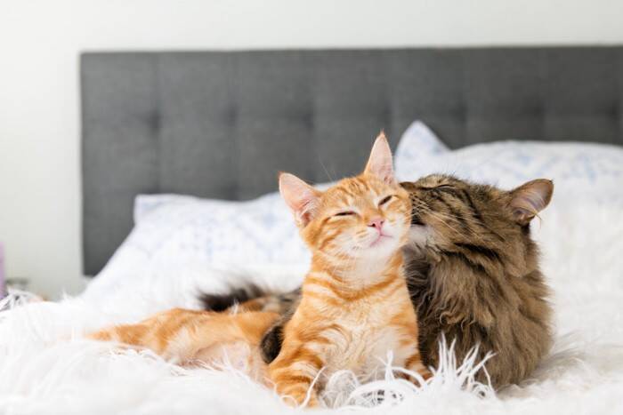 猫がやたらと『寝床を変える』3つの理由　考えられる心理や好みやすい環境の条件も