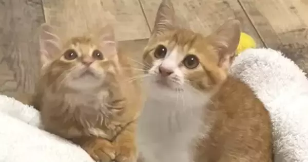 ひざ掛けで人間の足を隠してみると、保護子猫たちが……『可愛すぎる様子』に「とても楽しそうｗ」「ずっと見ていられる」と笑顔になる人が続出