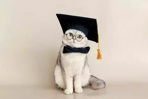 経営学修士号（MBA）を獲得した「非常に優秀な」猫…実は「おとり捜査員」だった！　米国　