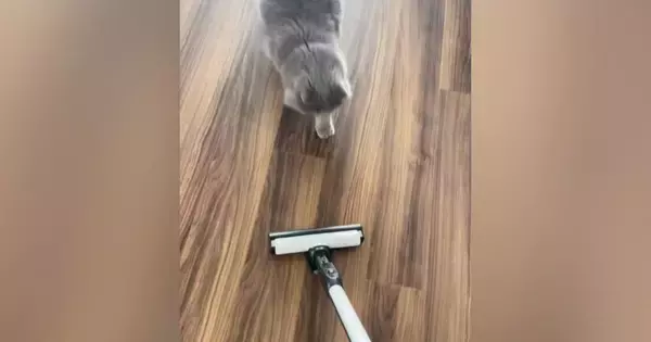 掃除機をかけると近づいてきた猫→ヘッドにぴったりと抱き着いて…笑ってしまう行動が31万再生「モップかなｗ」「ええ～かわいいｗ」