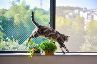 猫の『歩き方に違和感』があるときに考えられる原因3つ　病気やケガの疑いも？取るべき対処法まで