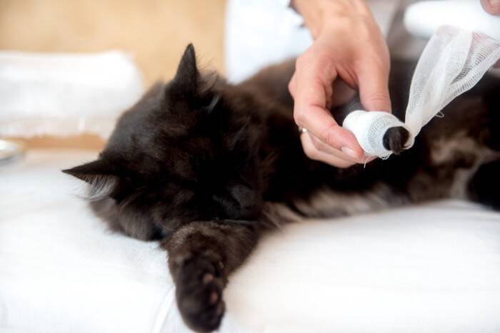 猫の『歩き方に違和感』があるときに考えられる原因3つ　病気やケガの疑いも？取るべき対処法まで