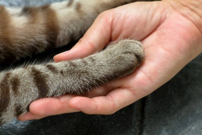 猫の『歩き方に違和感』があるときに考えられる原因3つ　病気やケガの疑いも？取るべき対処法まで