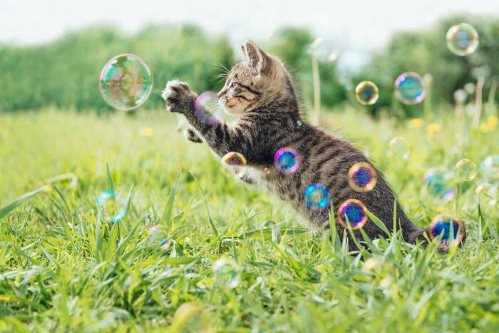 愛猫の命取りに…やってはいけない『危険すぎる遊び』5選