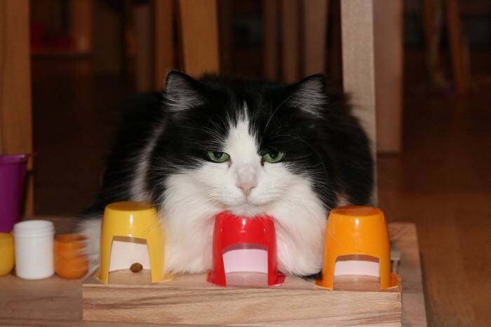 愛猫の命取りに…やってはいけない『危険すぎる遊び』5選