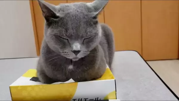 ティッシュを占領する『凶暴・灰色猫』→『グリグリパンチ』で鉄拳制裁したら…爆笑の結末が328万再生の大反響「ガチで草」「不機嫌ヅラｗ」