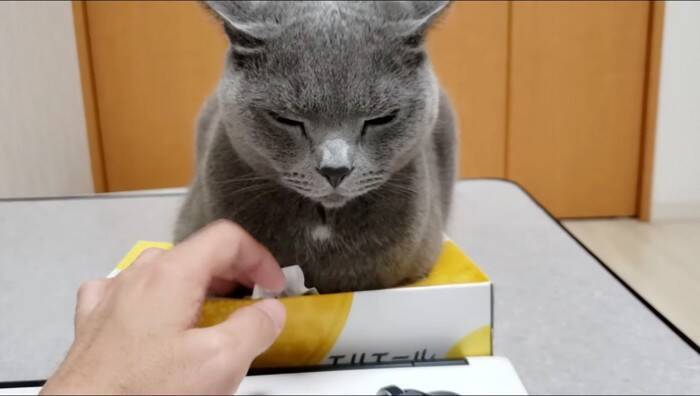 ティッシュを占領する『凶暴・灰色猫』→『グリグリパンチ』で鉄拳制裁したら…爆笑の結末が328万再生の大反響「ガチで草」「不機嫌ヅラｗ」