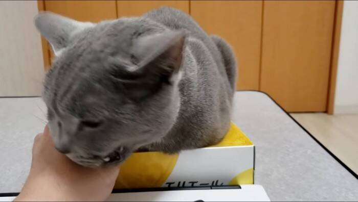 ティッシュを占領する『凶暴・灰色猫』→『グリグリパンチ』で鉄拳制裁したら…爆笑の結末が328万再生の大反響「ガチで草」「不機嫌ヅラｗ」