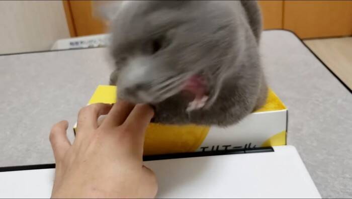 ティッシュを占領する『凶暴・灰色猫』→『グリグリパンチ』で鉄拳制裁したら…爆笑の結末が328万再生の大反響「ガチで草」「不機嫌ヅラｗ」