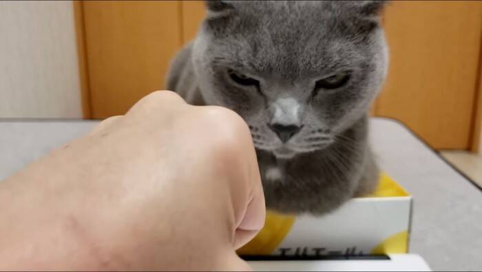 ティッシュを占領する『凶暴・灰色猫』→『グリグリパンチ』で鉄拳制裁したら…爆笑の結末が328万再生の大反響「ガチで草」「不機嫌ヅラｗ」