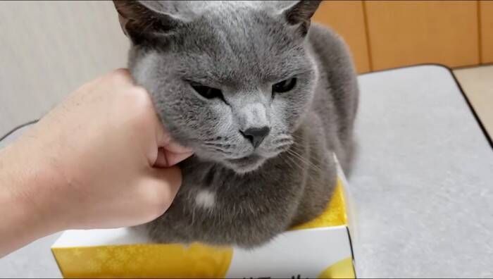 ティッシュを占領する『凶暴・灰色猫』→『グリグリパンチ』で鉄拳制裁したら…爆笑の結末が328万再生の大反響「ガチで草」「不機嫌ヅラｗ」