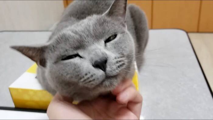 ティッシュを占領する『凶暴・灰色猫』→『グリグリパンチ』で鉄拳制裁したら…爆笑の結末が328万再生の大反響「ガチで草」「不機嫌ヅラｗ」