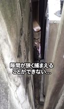 家の隙間にいた『ボロボロの子猫』を助けた結果…当時が嘘のような『涙溢れるビフォーアフター』が49万再生「大変身」「立派になったね」