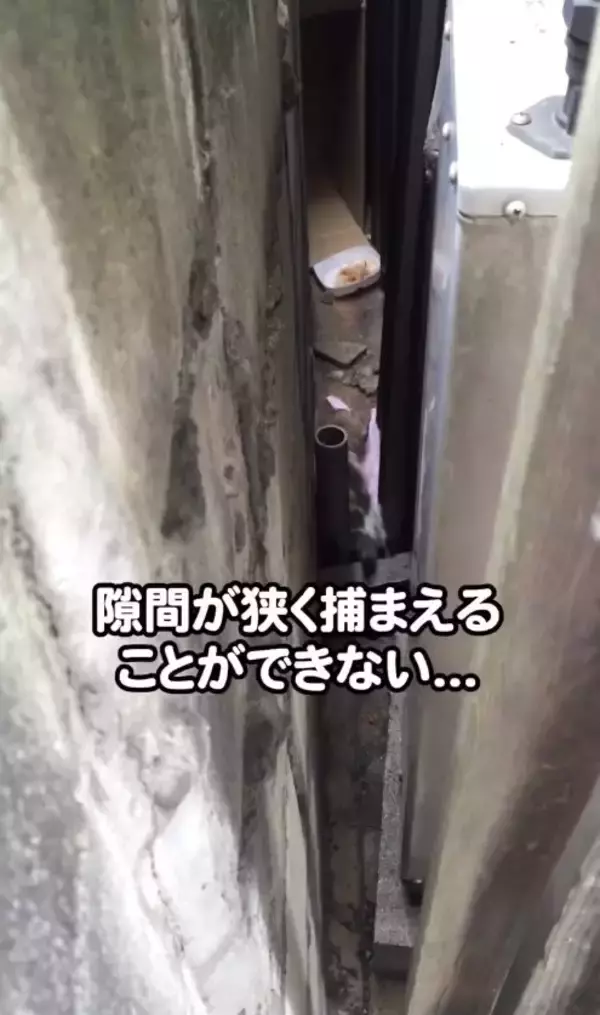 家の隙間にいた『ボロボロの子猫』を助けた結果…当時が嘘のような『涙溢れるビフォーアフター』が49万再生「大変身」「立派になったね」