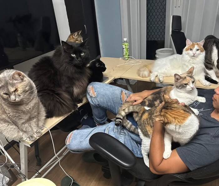 家の隙間にいた『ボロボロの子猫』を助けた結果…当時が嘘のような『涙溢れるビフォーアフター』が49万再生「大変身」「立派になったね」