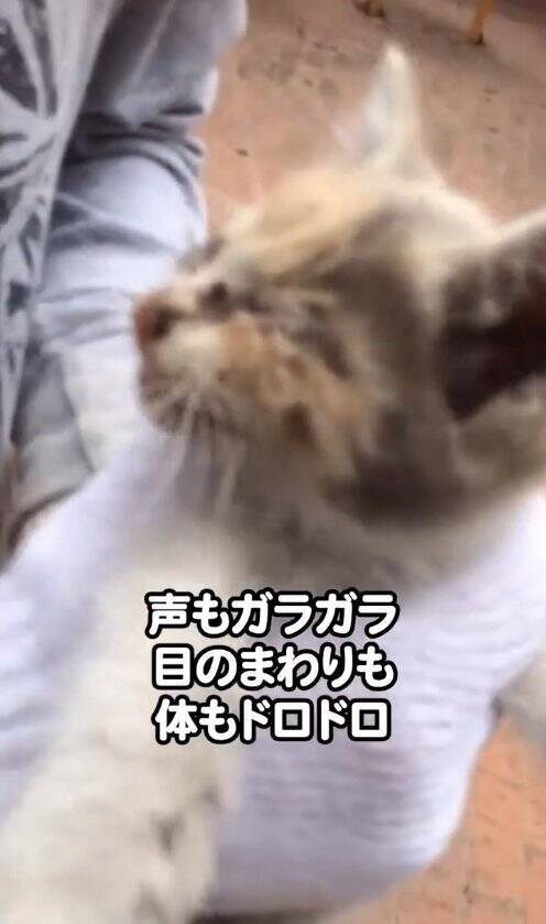 家の隙間にいた『ボロボロの子猫』を助けた結果…当時が嘘のような『涙溢れるビフォーアフター』が49万再生「大変身」「立派になったね」