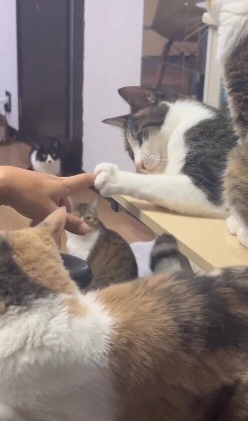 家の隙間にいた『ボロボロの子猫』を助けた結果…当時が嘘のような『涙溢れるビフォーアフター』が49万再生「大変身」「立派になったね」