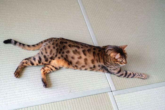 猫に『和室』を荒らされないための対策4つ　畳やふすまを綺麗に保つための工夫とは