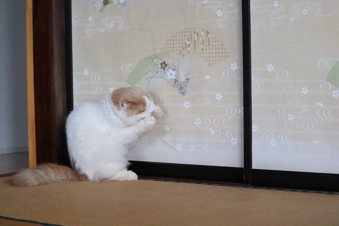 猫に『和室』を荒らされないための対策4つ　畳やふすまを綺麗に保つための工夫とは