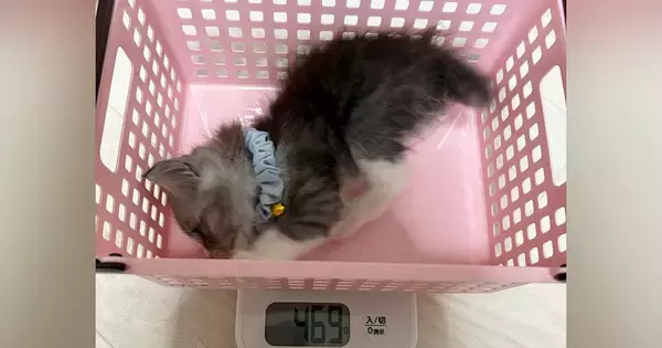 小さなカゴに入る子猫→『数か月後』、同じカゴに入った結果…成長ビフォーアフターに爆笑の声「いやまだいける」「電車の中で声出たｗ」