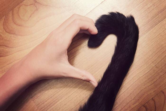 猫の『しっぽ』に備わる3つの役割　実はこんな機能があった？