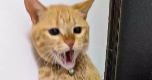 入浴中、『お風呂場にやって来た猫』→高いところから降りようとして…思わぬ悲劇が73万再生「期待を裏切らないｗ」「何度も見れるｗ」