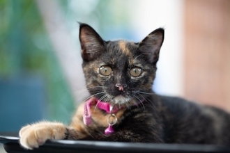 猫の首輪に『鈴』はつけるべき？3つのメリット・デメリットを解説