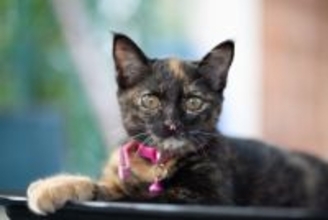 猫の首輪に『鈴』はつけるべき？3つのメリット・デメリットを解説