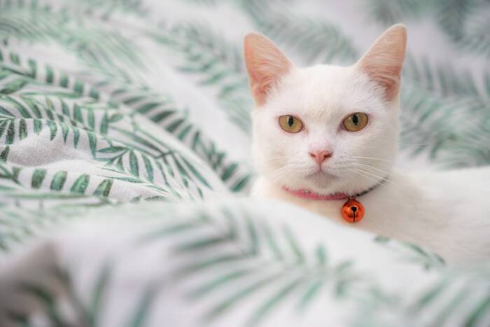 猫の首輪に『鈴』はつけるべき？3つのメリット・デメリットを解説