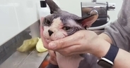 毛がない猫『スフィンクス』をシャンプーしたら、『お湯の色』が……驚きの光景が34万再生「想像以上でコーヒー吹いた」「人間と一緒だよね」
