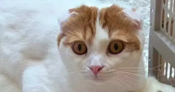 くつろいでいた猫→よく見たら、『下』に……「声出たｗｗ」「顔がジワジワくるｗ」まさかの瞬間に笑ってしまうと13万いいねの大反響