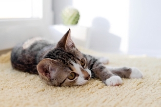猫を亡くしてから『後悔』しやすいこと3つ　今すぐに見直したい習慣や悔いを残さないための心得