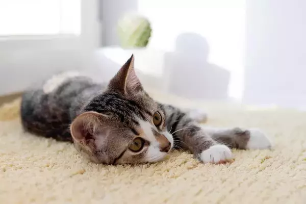 猫を亡くしてから『後悔』しやすいこと3つ　今すぐに見直したい習慣や悔いを残さないための心得