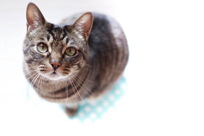 猫を亡くしてから『後悔』しやすいこと3つ　今すぐに見直したい習慣や悔いを残さないための心得