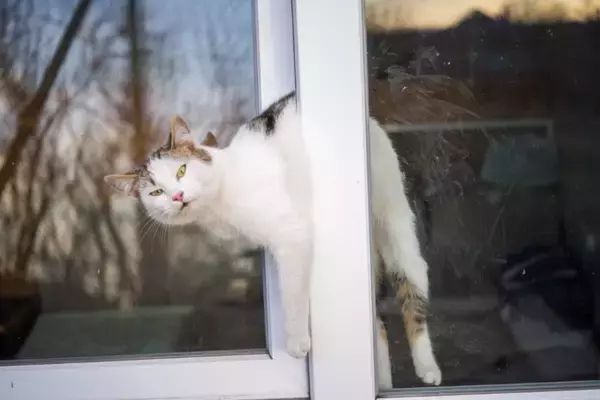 『脱走したがる猫』に共通している特徴4つ　あなたの愛猫はどう？防ぐための対策方法も