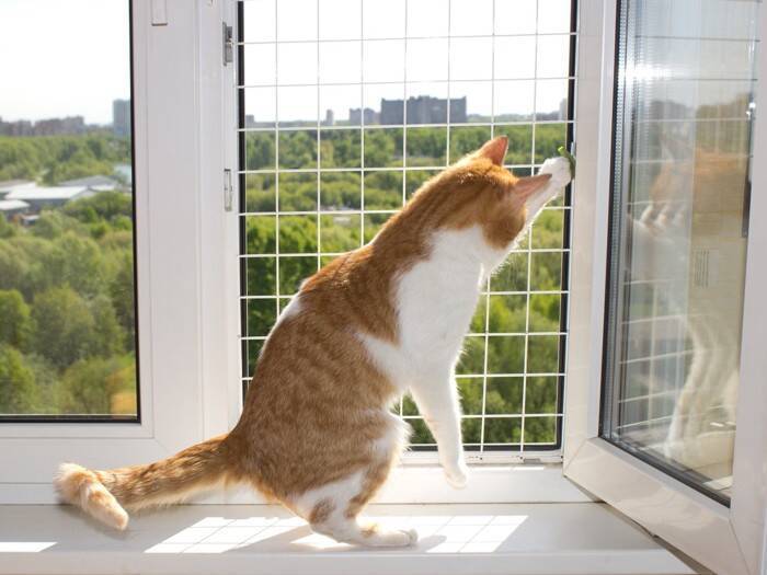 『脱走したがる猫』に共通している特徴4つ　あなたの愛猫はどう？防ぐための対策方法も