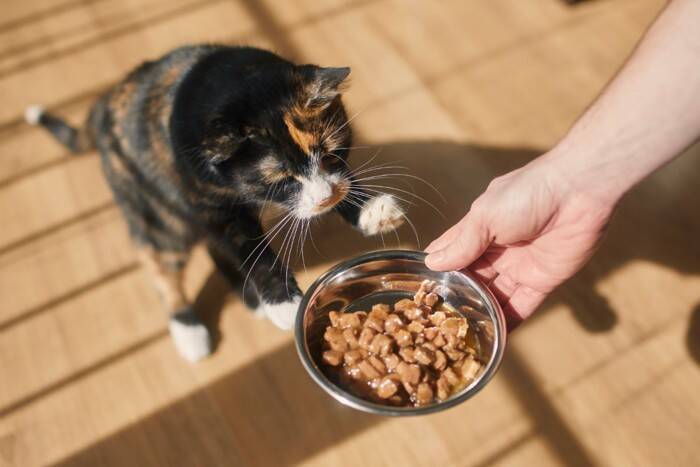 猫の健康を支えている『大切な栄養素』5つ　必要不可欠な理由や摂り方のコツも解説
