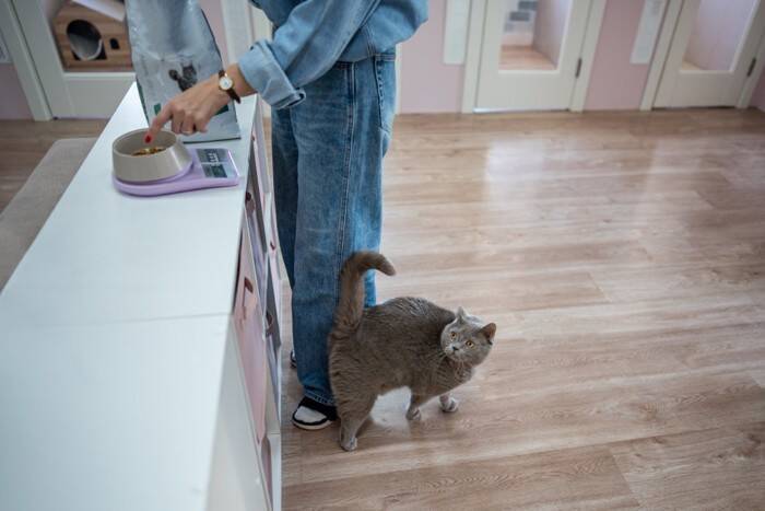 猫の健康を支えている『大切な栄養素』5つ　必要不可欠な理由や摂り方のコツも解説
