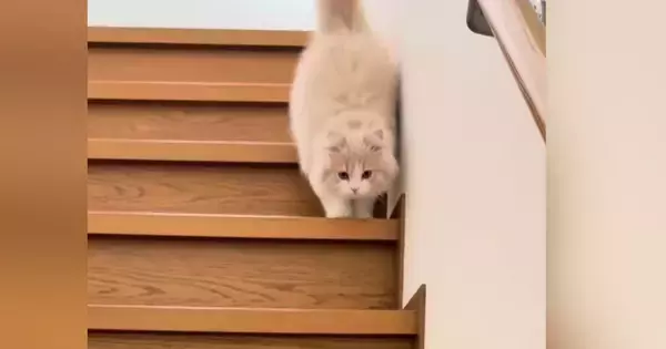 両足を揃えて1段ずつ階段をおりていた子猫→見違えるほど成長した『現在の様子』にほっこりする人が続出「すごい成長〜」「めっちゃかわいい」