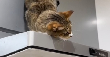 飼い主さんが『猫の名前を呼んだ』あとに『息子さん』が呼ぶと…驚愕の態度の違いが115万再生「家庭内格差ｗ」「返事が恋してる女子ｗ」