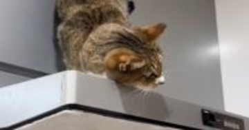 飼い主さんが『猫の名前を呼んだ』あとに『息子さん』が呼ぶと…驚愕の態度の違いが115万再生「家庭内格差ｗ」「返事が恋してる女子ｗ」