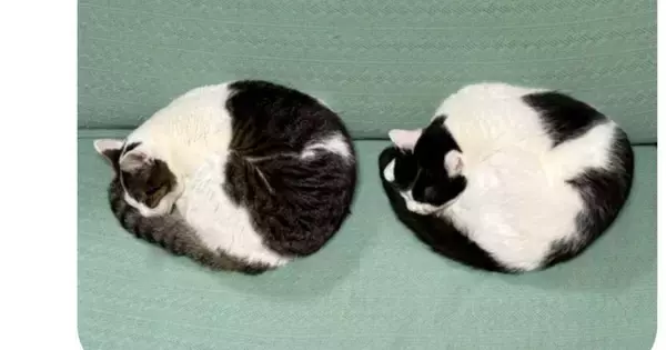 流行りの『AIで猫をキノコにするやつ』に挑戦してみた結果…思っていたのと違う『まさかの出力結果』に爆笑の声「新種のキノコｗ」「新しすぎ」