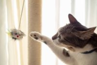 猫と『無理せずに暮らす』ための工夫4つ　飼い主の負担を少なくする飼い方とは