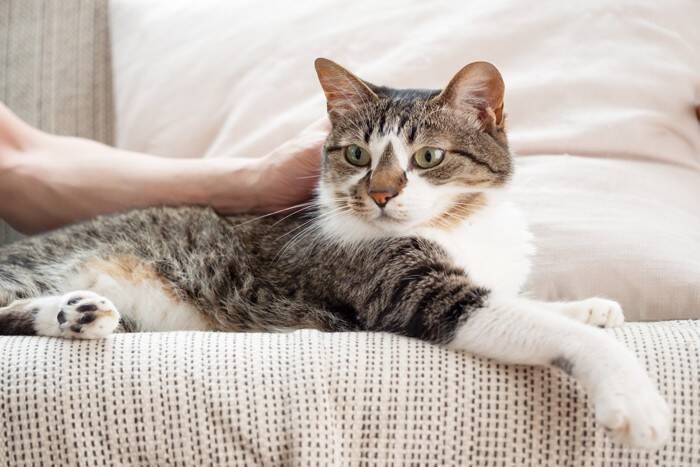 猫と『無理せずに暮らす』ための工夫4つ　飼い主の負担を少なくする飼い方とは