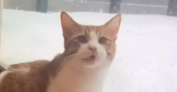 大雪の中、『外に出たい』と猛アピールする猫→ウッドデッキで遊ばせると…可愛すぎる瞬間が128万再生「埋まったぁｗ」「好きなんだねえ」